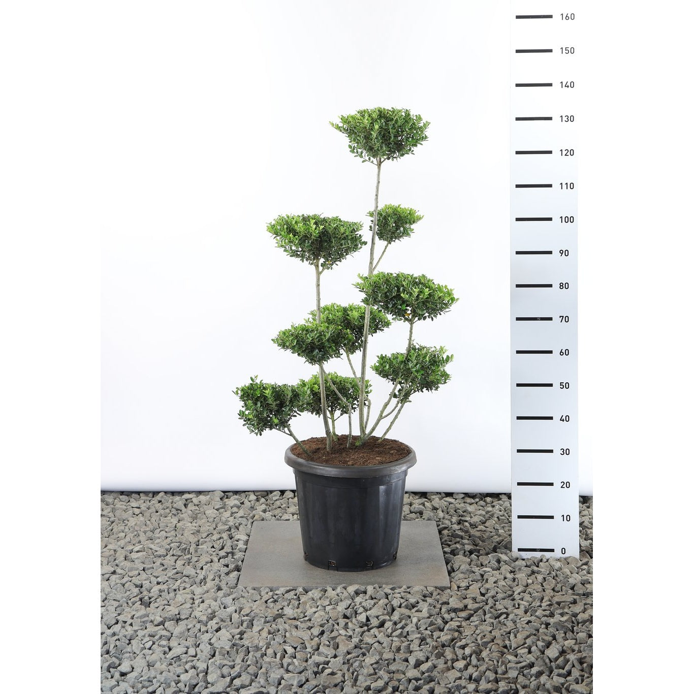 Japansk järnek – Ilex crenata 'Green Hedge' - 80-100 CM Multiplateau EXTRA in Cont.
